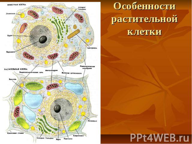 Особенности растительной клетки