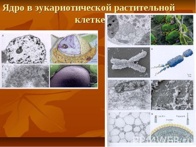 Ядро в эукариотической растительной клетке