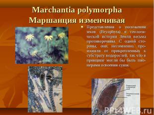 Представления о положении мхов (Bryophyta) в геологи-ческой истории Земли весьма