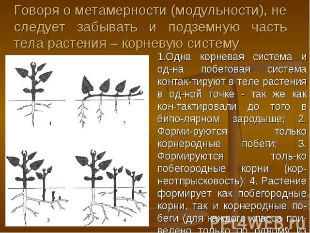 Говоря о метамерности (модульности), не следует забывать и подземную часть тела растения – корневую систему 1.Одна корневая система и од-на побеговая система контак-тируют в теле растения в од-ной точке - так же как кон-тактировали до того в бипо-ля…