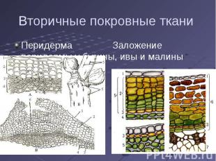 Вторичные покровные ткани Перидерма Заложение перидермы у бузины, ивы и малины