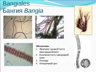 Пор. Бангиевые - Bangiales Бангия Bangia