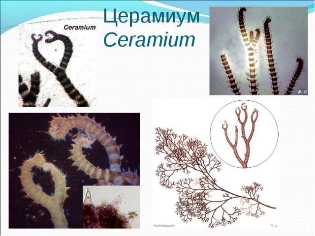Церамиум Ceramium
