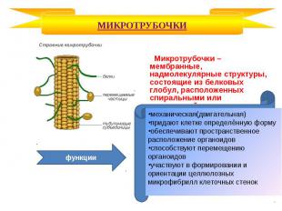 Микротрубочки – мембранные, надмолекулярные структуры, состоящие из белковых гло