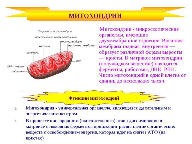Митохондрии - микроскопические органеллы, имеющие двухмембранное строение. Внешняя мембрана гладкая, внутренняя — образует различной формы выросты — кристы. В матриксе митохондрии (полужидком веществе) находятся ферменты, рибосомы, ДНК, РНК. Число м…