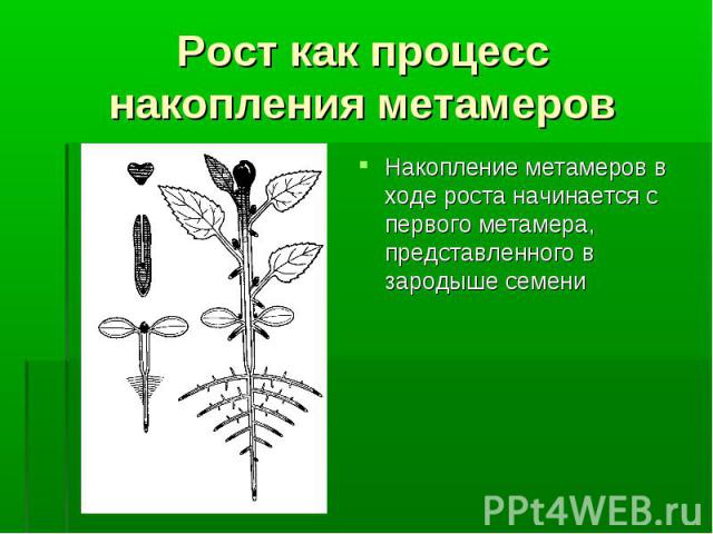 Накопление метамеров в ходе роста начинается с первого метамера, представленного в зародыше семени Накопление метамеров в ходе роста начинается с первого метамера, представленного в зародыше семени