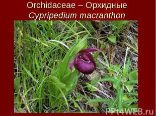 Orchidaceae – Орхидные Cypripedium macranthon