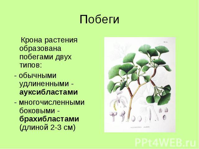 Побеги Крона растения образована побегами двух типов: - обычными удлиненными - ауксибластами - многочисленными боковыми - брахибластами (длиной 2-3 см)
