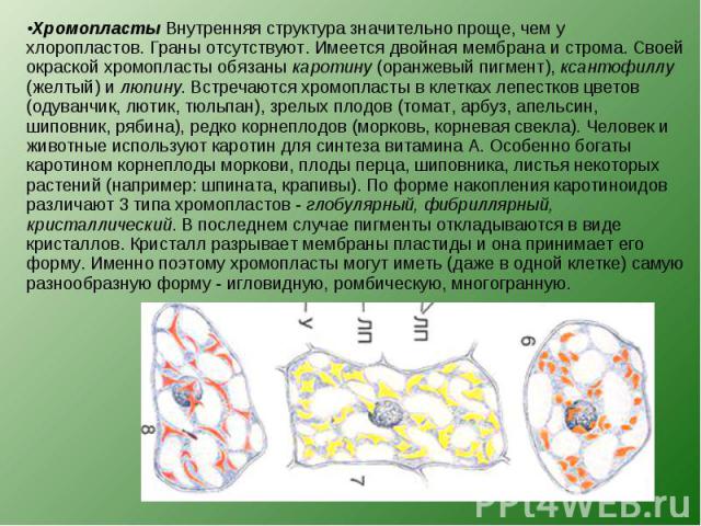 Хромопласты Внутренняя структура значительно проще, чем у хлоропластов. Граны отсутствуют. Имеется двойная мембрана и строма. Своей окраской хромопласты обязаны каротину (оранжевый пигмент), ксантофиллу (желтый) и люпину. Встречаются хромопласты в к…
