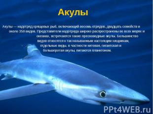 Акулы Акулы — надотряд хрящевых рыб, включающий восемь отрядов, двадцать семейст
