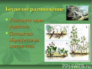 Бесполое размножение Участвует один родитель Потомство образуется из клеток тела