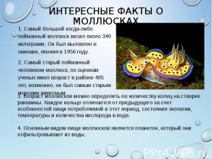 1. Самый большой когда-либо пойманный моллюск весил около 340 килограмм. Он был
