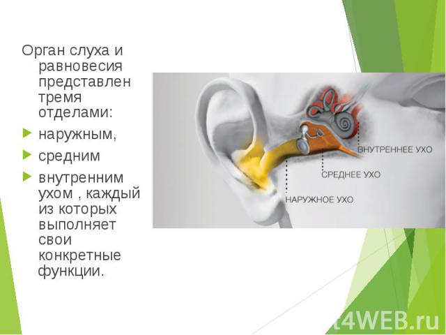 Орган слуха и равновесия представлен тремя отделами: наружным, средним внутренним ухом , каждый из которых выполняет свои конкретные функции.