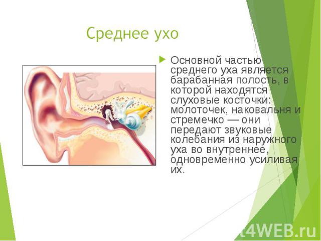 Основной частью среднего уха является барабанная полость, в которой находятся слуховые косточки: молоточек, наковальня и стремечко — они передают звуковые колебания из наружного уха во внутреннее, одновременно усиливая их. Основной частью среднего у…