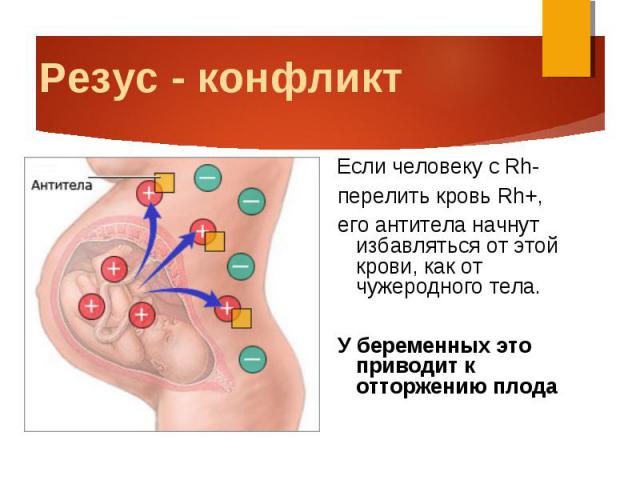 Если человеку с Rh- Если человеку с Rh- перелить кровь Rh+, его антитела начнут избавляться от этой крови, как от чужеродного тела. У беременных это приводит к отторжению плода