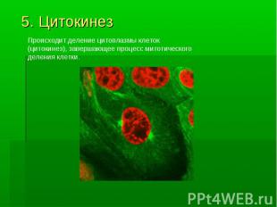 5. Цитокинез