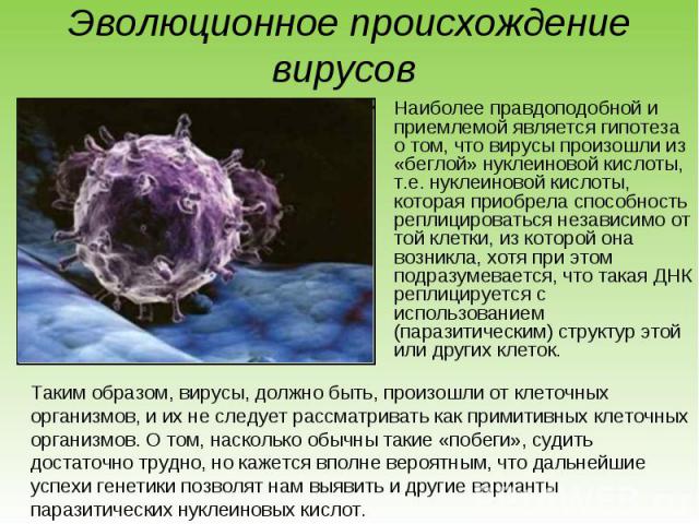Наиболее правдоподобной и приемлемой является гипотеза о том, что вирусы произошли из «беглой» нуклеиновой кислоты, т.е. нуклеиновой кислоты, которая приобрела способность реплицироваться независимо от той клетки, из которой она возникла, хотя при э…