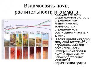 Каждый тип почв формируется в строго определенных климатических условиях при опр