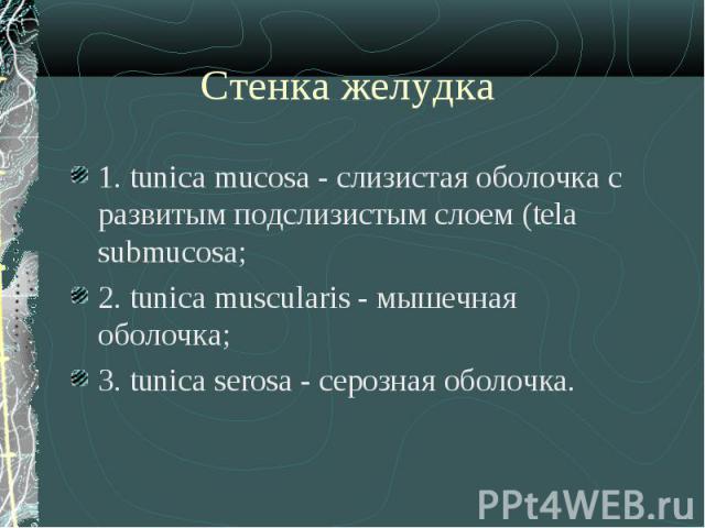 1. tunica mucosa - слизистая оболочка с развитым подслизистым слоем (tela submucosa; 1. tunica mucosa - слизистая оболочка с развитым подслизистым слоем (tela submucosa; 2. tunica muscularis - мышечная оболочка; 3. tunica serosa - серозная оболочка.