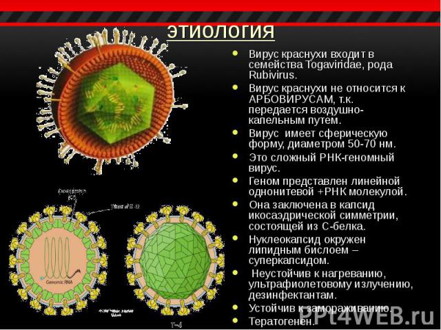 Вирус краснухи входит в семейства Togaviridae, рода Rubivirus. Вирус краснухи входит в семейства Togaviridae, рода Rubivirus. Вирус краснухи не относится к АРБОВИРУСАМ, т.к. передается воздушно-капельным путем. Вирус имеет сферическую форму, диаметр…