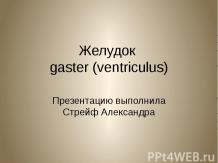 Желудок gaster (ventriculus)