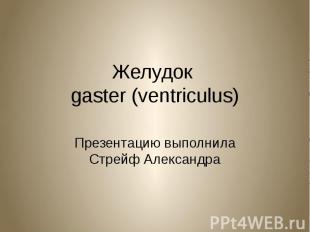 Желудок gaster (ventriculus) Презентацию выполнила Стрейф Александра