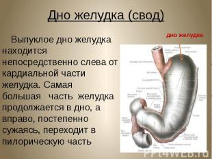 Дно желудка (свод) Выпуклое дно желудка находится непосредственно слева от карди