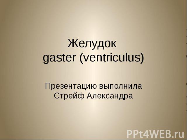 Желудок gaster (ventriculus) Презентацию выполнила Стрейф Александра