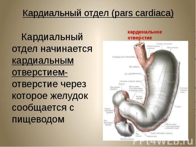 Кардиальный отдел (pars cardiaca) Кардиальный отдел начинается кардиальным отверстием- отверстие через которое желудок сообщается с пищеводом