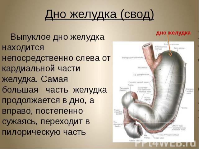 Дно желудка (свод) Выпуклое дно желудка находится непосредственно слева от кардиальной части желудка. Самая   большая   часть  желудка продолжается в дно, а вправо, постепенно сужаясь, переходит в пилорическую часть