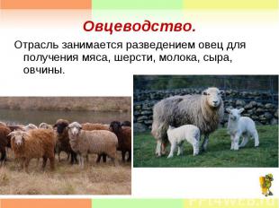 Отрасль занимается разведением овец для получения мяса, шерсти, молока, сыра, ов