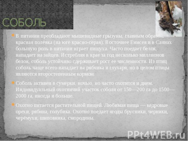 СОБОЛЬ В питании преобладают мышевидные грызуны, главным образом красная полёвка (на юге красно-серая). Восточнее Енисея и в Саянах большую роль в питании играет пищуха. Часто поедает белок, нападает на зайцев. Истребляя в крае за год несколько милл…