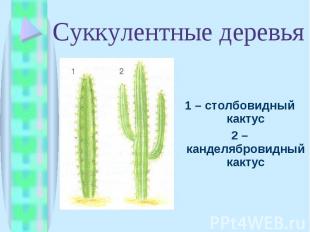 1 – столбовидный кактус 1 – столбовидный кактус 2 – канделябровидный кактус