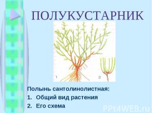 Полынь сантолинолистная: Полынь сантолинолистная: Общий вид растения Его схема