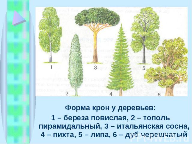 Форма крон у деревьев: Форма крон у деревьев: 1 – береза повислая, 2 – тополь пирамидальный, 3 – итальянская сосна, 4 – пихта, 5 – липа, 6 – дуб черешчатый