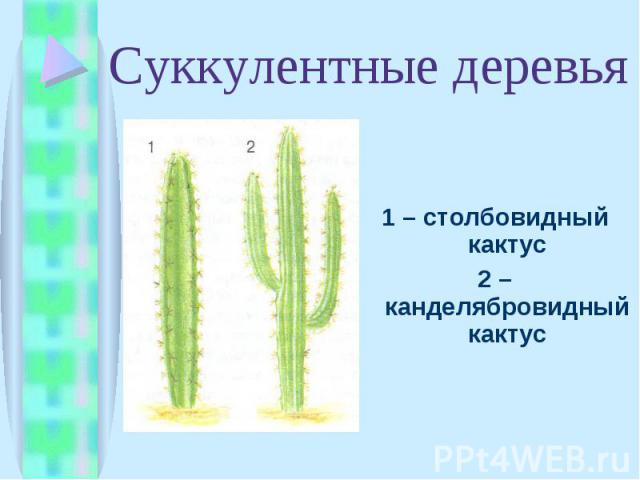 1 – столбовидный кактус 1 – столбовидный кактус 2 – канделябровидный кактус