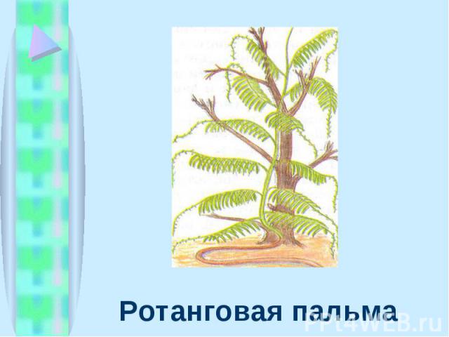 Ротанговая пальма Ротанговая пальма