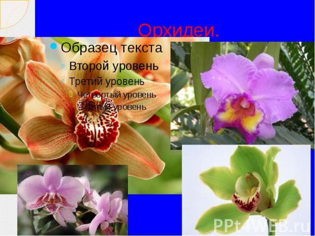 Орхидеи.