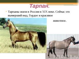Тарпан. Тарпаны жили в России в ХIХ веке. Сейчас это вымерший вид. Гордое и крас