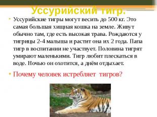 Уссурийский тигр. Уссурийские тигры могут весить до 500 кг. Это самая большая хи