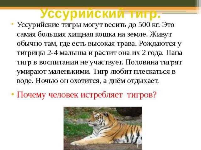 Уссурийский тигр. Уссурийские тигры могут весить до 500 кг. Это самая большая хищная кошка на земле. Живут обычно там, где есть высокая трава. Рождаются у тигрицы 2-4 малыша и растит она их 2 года. Папа тигр в воспитании не участвует. Половина тигря…