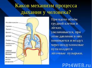 Каков механизм процесса дыхания у человека? При вдохе объём грудной клетки и лёг