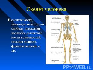 Скелет человека В скелете кости, имеющие некоторую свободу движения, являются ры