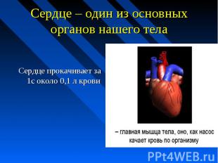 Сердце – один из основных органов нашего тела Сердце прокачивает за 1с около 0,1