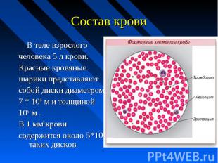 Состав крови В теле взрослого человека 5 л крови. Красные кровяные шарики предст