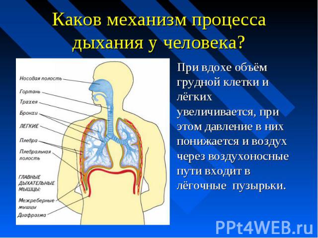Каков механизм процесса дыхания у человека? При вдохе объём грудной клетки и лёгких увеличивается, при этом давление в них понижается и воздух через воздухоносные пути входит в лёгочные пузырьки.