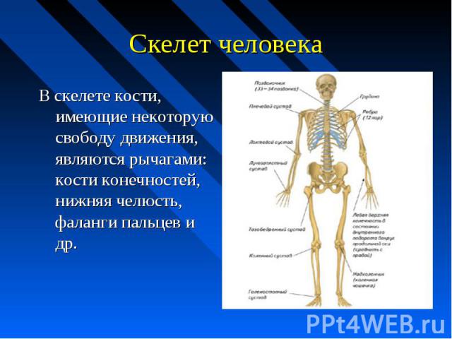 Скелет человека В скелете кости, имеющие некоторую свободу движения, являются рычагами: кости конечностей, нижняя челюсть, фаланги пальцев и др.