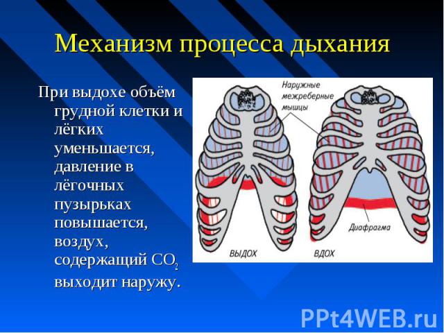 Механизм процесса дыхания При выдохе объём грудной клетки и лёгких уменьшается, давление в лёгочных пузырьках повышается, воздух, содержащий CO2 выходит наружу.