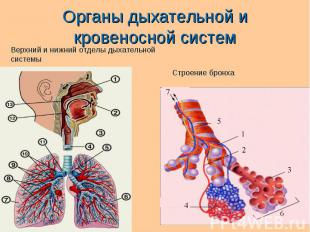 Органы дыхательной и кровеносной систем