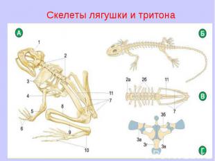 Скелеты лягушки и тритона